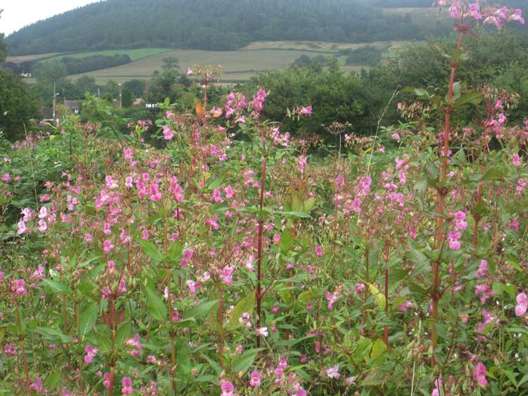 Balsam at Sidford 001