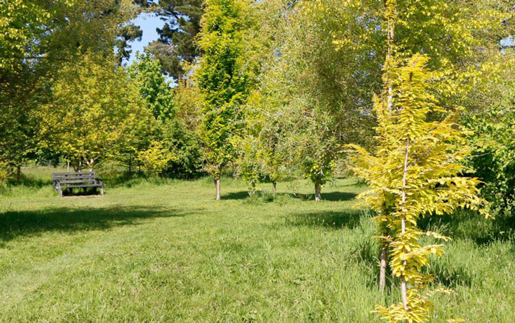 golden copse
