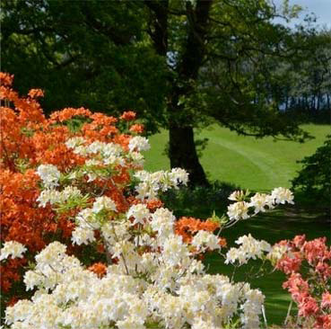 burrow farm azalias