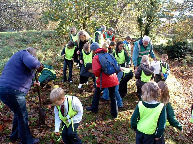 Planting Daffodill Bulbs