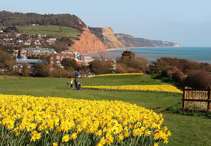 daffs on Peak Hill