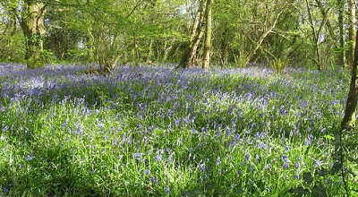 Bluebells in Soldiers Hill Woods_1